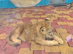 -大连森林动物园