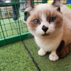 -萌宠亲子动物乐园(槐房万达店)