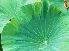 -洪湖生态旅游区