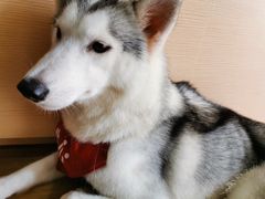 -Husky Go! 哈士奇体验馆·宠物咖啡厅狗咖