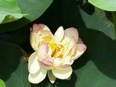 -荷塘月色湿地公园·向阳花洲