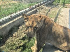 -西霞口神雕山野生动物世界