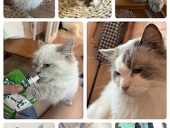 -楼上猫咖(罗湖店)