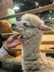 -Zoolung Zoolung动物主题公园(海信广场店)