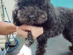 -派多格宠物·购宠(靛厂路店)