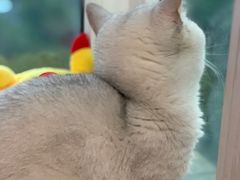 -芭比堂动物医院·24小时·眼科中心(深圳中心)