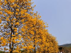 -天适樱花悠乐园