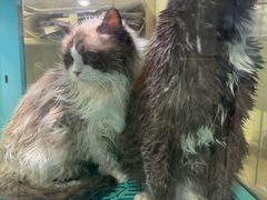 -萌兽医馆·宠物医院·猫骨科(创景店)