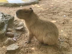 -西霞口神雕山野生动物世界