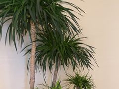 -苏沐堂全息足浴·SPA·按摩(万科美好广场店)