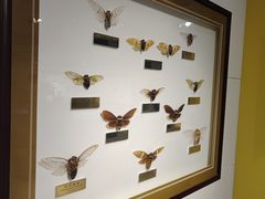 -上海昆虫博物馆