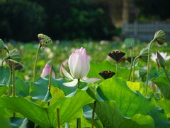 -苏家围·东江画廊旅游景区