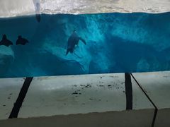-珠海长隆海洋王国