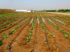 景点-杨柳青园艺科技博览园