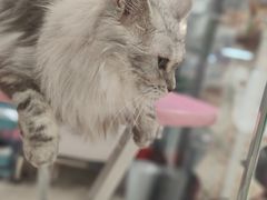 -FAELING PETS美天灵宠物(合生汇店)