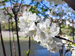 -桃花堤公园