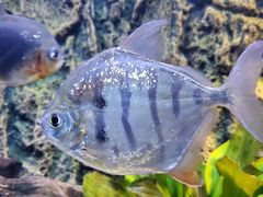 -上海海洋水族馆