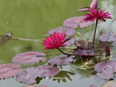-国家植物园南园