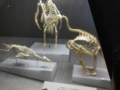 -贝林大翅鲸简餐厅(国家海洋博物馆店)