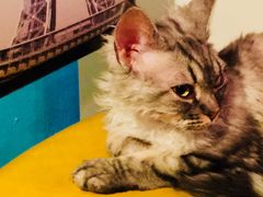 -猫小院猫主题咖啡厅(北锣店)