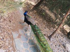 -北京麋鹿生态实验中心