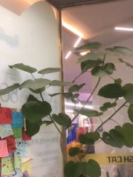 -洗脸猫·洗脸吧(北京大兴大悦春风里店)
