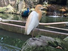 -吉隆坡雀鸟公园