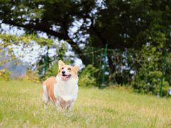 -趣多多宠物公园·宠物训犬学校·宠物寄养