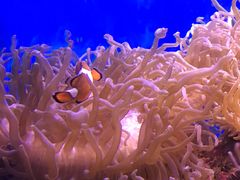 -悉尼海洋生物水族馆