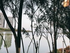 -五缘湾湿地公园