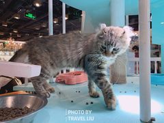 -猫小院猫主题餐厅(三里屯店)