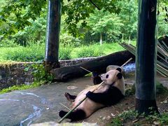 -都江堰中华大熊猫苑
