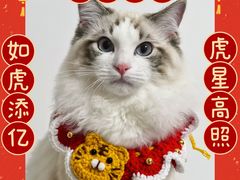 -猫十亿·布偶金渐层·曼基康矮脚猫舍(青年路店)