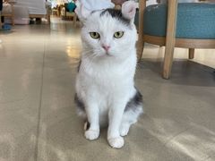 -藏猫猫咖啡主题馆(中央大道店)