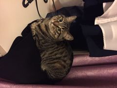 盛京一禾-盛京一禾