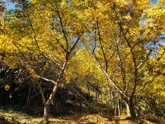 -千年银杏谷文化旅游区