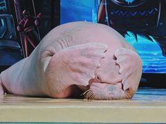 -哈尔滨波塞冬海底世界