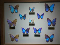 -上海昆虫博物馆