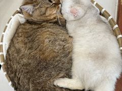 -共舞时光猫咖·狗咖(新街口店)