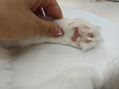 -怪兽屋·羊驼·猫咖·狗咖(俊华广场店)