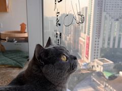 -Catmate·猫肥家润(金润铂宫店)