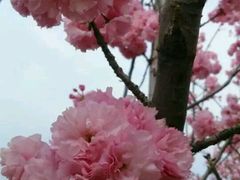 -天适樱花悠乐园