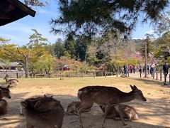 -奈良公园