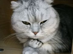 -喵的天空名猫咖啡馆·撸猫·猫舍·用品