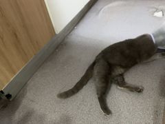 -瑞派宠物医院·犬猫全科·猫友好(宾水西道店)