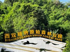 -西双版纳原始森林公园