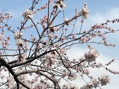 -桃花堤公园