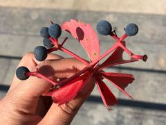 -比格比萨(方庄店)