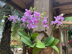 -南山植物园
