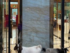 -廊坊固安福朋喜来登酒店